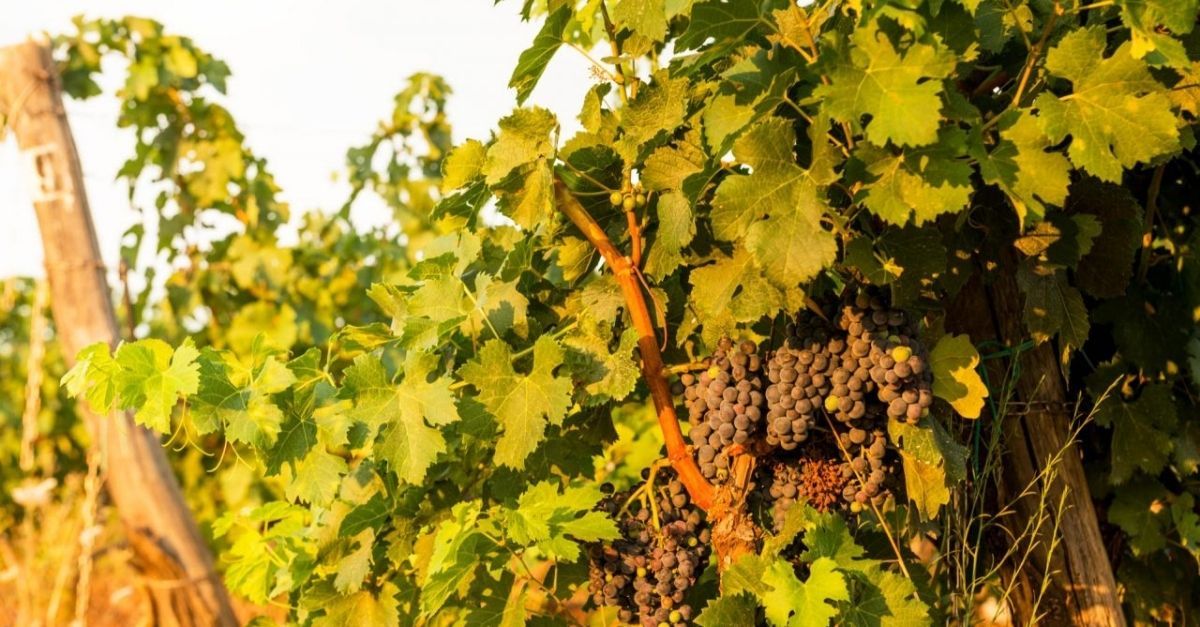 Casteani-copertina blog